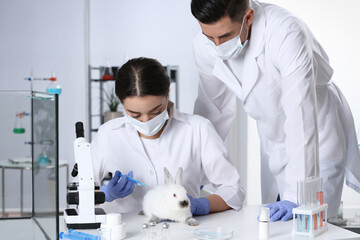 Poster - Scientists working with rabbit in chemical laboratory. Animal testing