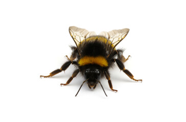 Wall Mural - Buff-tailed bumblebee, Bombus, isolated on white