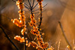 Ripe sea-buckthorn berries on the branches of shrubs, golden hour