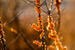 Ripe sea-buckthorn berries on the branches of shrubs, golden hour