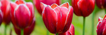 Close Up Of Bright Red Tulips Flower Bed In The Park. Red Tulip Field, Spring Background In Red Color. Close Up. Selective Focus