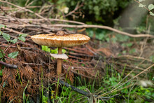 Edible Parasol Mushroom Grows In An Old Clearing In The Forest