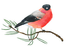 Male Eurasian Bullfinch Bird Sitting On Pine Branch Isolated On White Background. Watercolor Hand Drawing Illustration. Perfect For Animal Design.