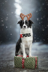 Wall Mural - christmas black and white dogs in snow winter forest with presents, santa red hat, balls, deer horns