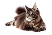 Very Handsome Young Maine Coon Cat.The Largest Cat. A Big Cat.Maine Coon Looking At The Camera, Isolated On White