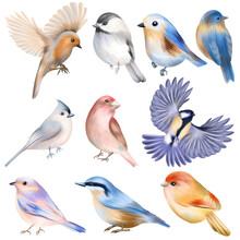 Set Of Hand Drawn Cute Birds, Isolated Illustration On White Background