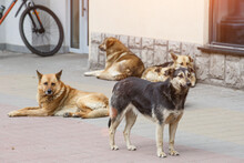 A Gang Of Stray Dogs.Half-a-dozen Stray Street Dogs Roaming In A Residential Area.Homeless Dog On The Street Of The Old City.Homeless Animal Problem