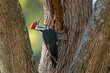 A pileated woodpecker making a new home
