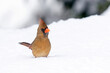 A female cardinal in the snow