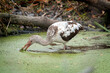White ibis foraging 