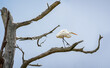 Great egret on a dead tree