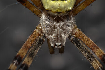 spider on a web