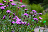 Fototapeta Na sufit - Beautiful purple perennial flowers bloom in the meadow in the summer.