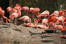 Red Flamingoes In A Zoo In France