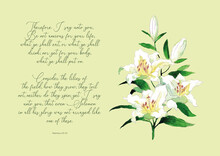 White Vintage Hand Drawn Watercolor Lily Christian Symbol Of Purity With Inspiring Bible Quote On Light Green Background
