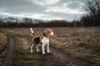 Cute beagle dog standing outdoor against overcast autumn nature background. Hunting dog with collar GPS tracker for activity and location monitoring
