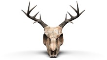 Deer Skull Closeup Shot