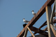 Three Seagulls Sitting On The Old Rusty Pier. Backdrop With Blue Sky And A Lot Of Gulls