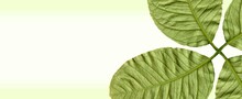 Multicolored Design - Colorful Lemon Leaves - Floral Decorative Pattern - Naturalistic Art - Botanical Graphic Resource For Various Uses - Creative Illustration - Copyspace - Ornamental Decoration