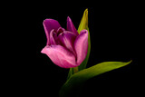Fototapeta Tulipany - fioletowy tulipan na czarnym tle. Idealne na bukiet, miłosne życzenia i urodziny. Kwiat, życzliwość, przyjaźń. Wszystkie słowa zawarte w jednym kwiatku. Prezent dla kobiety, mężczyzna dla rodziców.