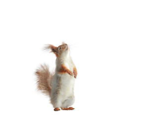 Poster - squirrel stands on its hind legs and looks up isolated on a white background