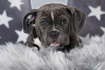 Wall Mural - Old english bulldog puppy lying on a fur