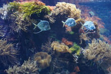 Underwater Sea Life. Tropical Coral Reef Background. There Are Three Piranhas Swimming Along. The Plants In Various Colors Move In Different Directions. There Is A Lot Of Copy Space. 