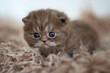 Edel und niedlich - Britisch Kurzhaar Kitten Katzen 