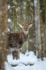 Sticker - Male deer in the winter forest. Animal in natural habitat