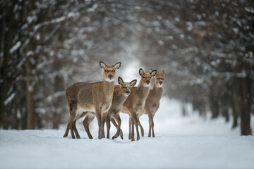 Fototapete - Four female deer in the winter forest. Animal in natural habitat