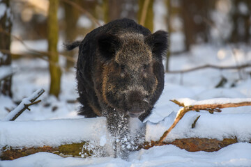 Wall Mural - wild pig with snow. young wild boar, sus scrofa, in wintery forest