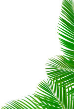 Palm Leaves Frame