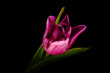 fioletowy tulipan na czarnym tle. Idealne na bukiet, miłosne życzenia i urodziny. Kwiat, życzliwość, przyjaźń. Wszystkie słowa zawarte w jednym kwiatku. Prezent dla kobiety, mężczyzna dla rodziców.