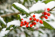 Close-up Of Red Holly Berries On Branch Covered With Snow