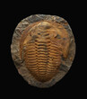Large cambrian trilobite fossil specimen