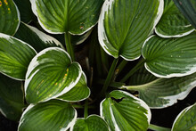 Hosta Patriot. Close Up Of The Leaves Of The Hosta 'Patriot'. Hosta Patriot Plant In The Garden. Closeup Yellow And Green Leaves Background. Decorative, Floral.