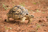 Fototapeta Konie - Leopard tortoise