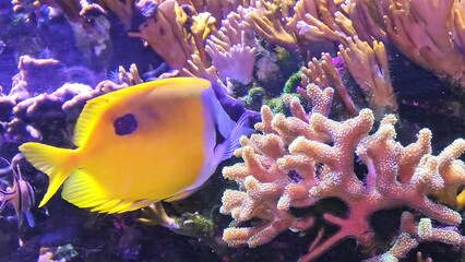 Wall Mural - Colorful surgeonfish fish of sea aquarium with coral reef. Foxface rabbitfish: Siganus vulpinus species of family Siganidae. Fish of the Indian and Pacific Oceans, Australia and Hawaii.