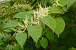 Rdestowiec ostrokończysty, Reynoutria japonica, pęd z liśćmi i kwiatami