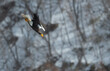 Diving eagle on the background of snow-capped mountains. Adult Steller's sea eagle in flight. Winter Mountain background. Scientific name: Haliaeetus pelagicus. Natural Habitat. Winter Season.