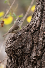 Oak Titmouse on the Side of a Large Tree Trunk