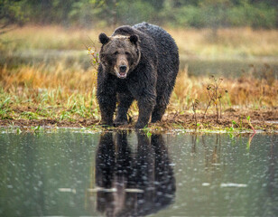 Wall Mural - a brown bear in the fog on the bog. adult big brown bear male. scientific name: ursus arctos. natura