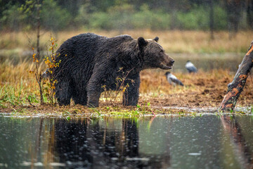 Wall Mural - a brown bear in the fog on the bog. adult big brown bear male. scientific name: ursus arctos. natura