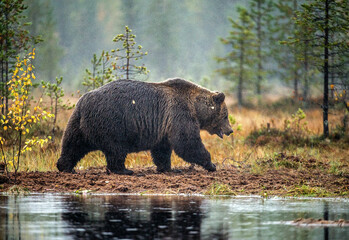 Wall Mural - A brown bear in the fog on the bog. Adult Big Brown Bear Male. Scientific name: Ursus arctos. Natural habitat, autumn season