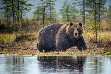 Wall Mural - a brown bear in the fog on the bog. adult big brown bear male. scientific name: ursus arctos. natura