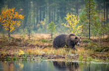 A Brown Bear In The Fog On The Bog. Adult Big Brown Bear Male. Scientific Name: Ursus Arctos. Natural Habitat, Autumn Season