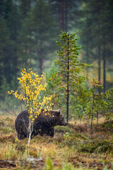 Wall Mural - a brown bear on the bog in the autumn forest. adult big brown bear male. scientific name: ursus arct