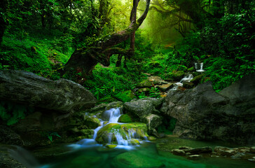 Wall Mural - Southeast Asian rainforest with waterfall