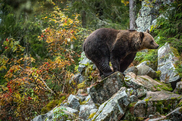 Wall Mural - Bear on a rocks. Adult Big Brown Bear in the autumn forest.  Scientific name: Ursus arctos. Autumn season, natural habitat.