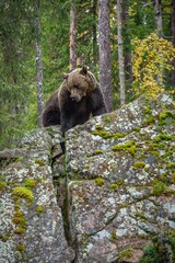 Wall Mural - bear on a rocks. adult big brown bear in the autumn forest. scientific name: ursus arctos. autumn se
